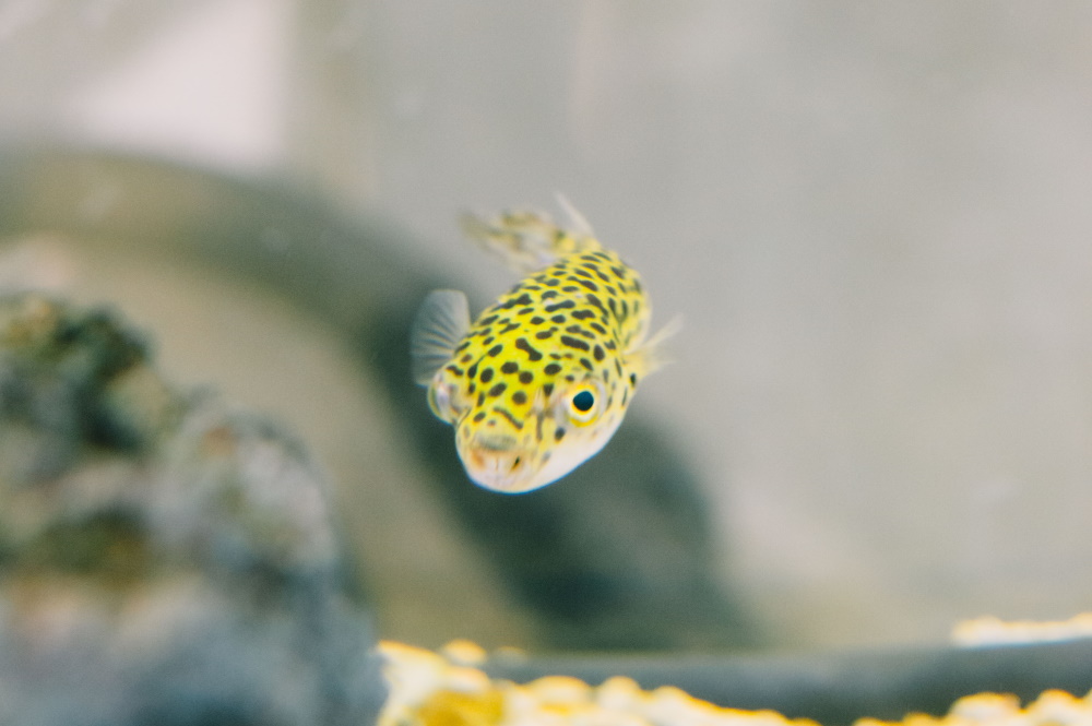 株式会社ほぼ日